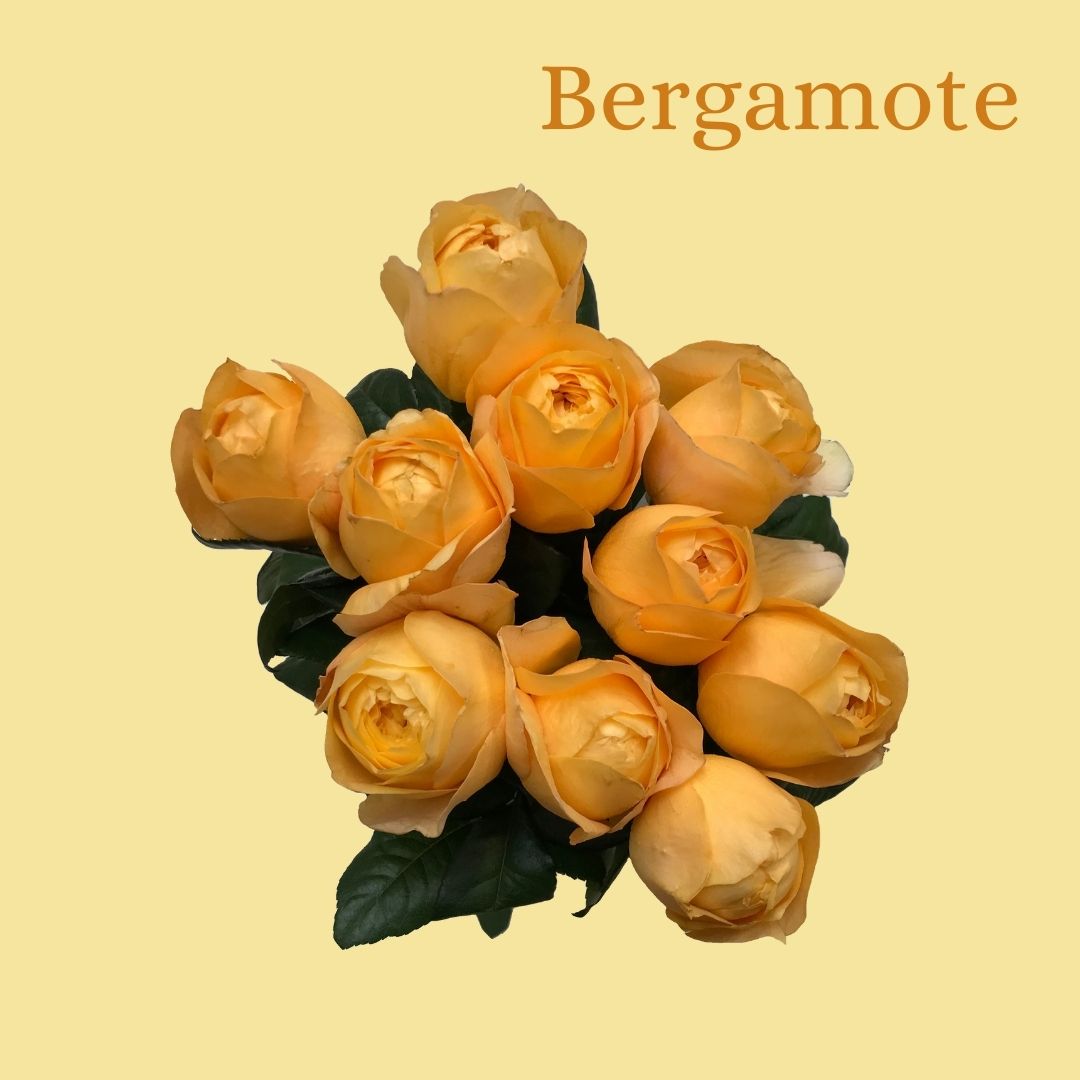 ROSE BERGAMOTTE 60